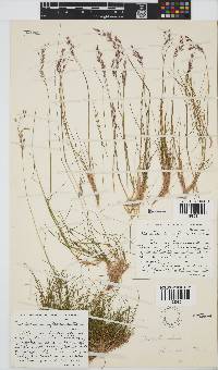 Deschampsia flexuosa image