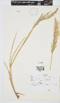 Image of Deschampsia mejlandii