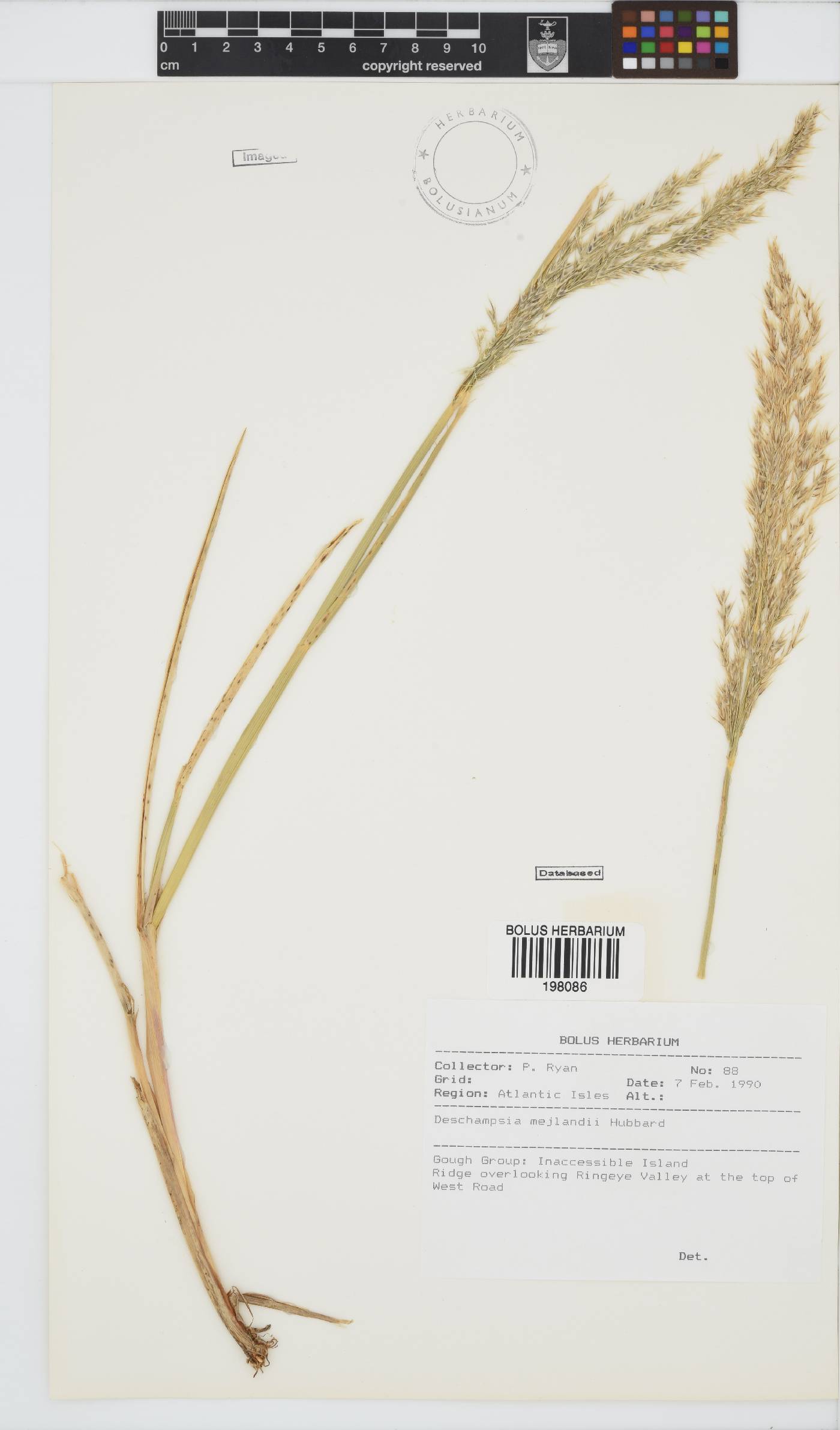 Deschampsia mejlandii image