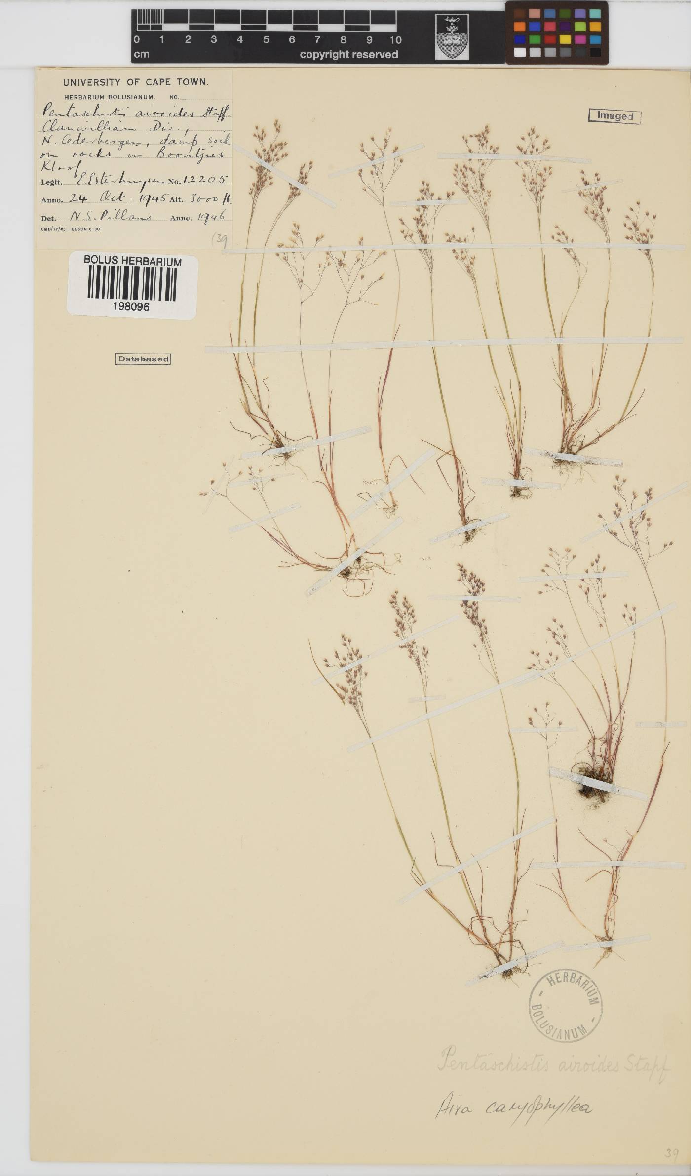 Aira caryophyllea image