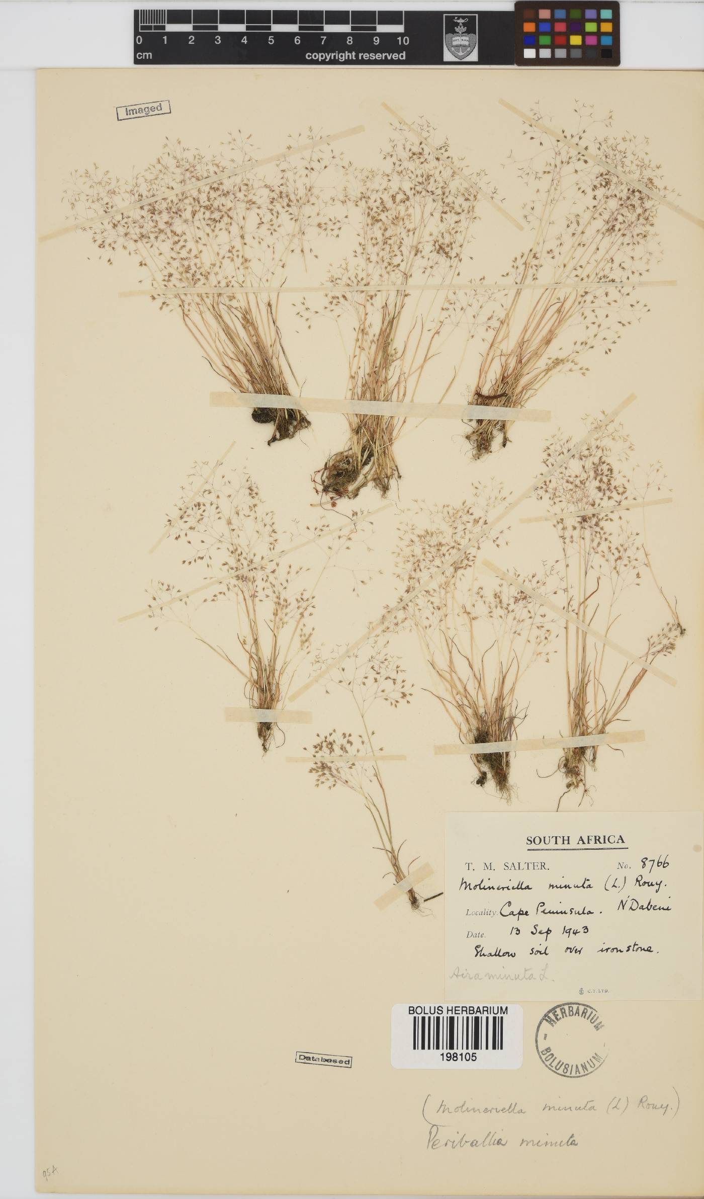 Aira caryophyllea image