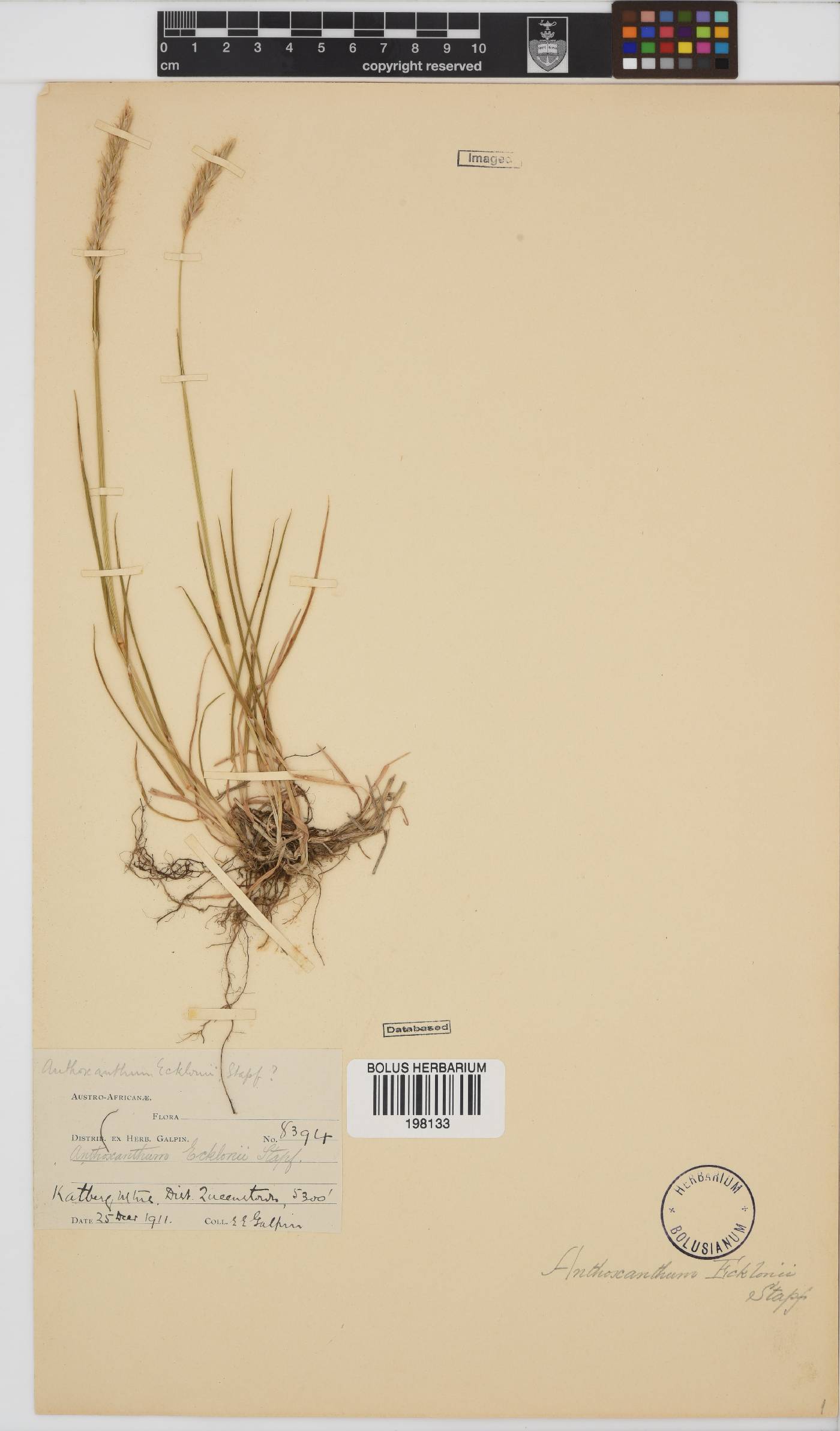 Anthoxanthum ecklonii image