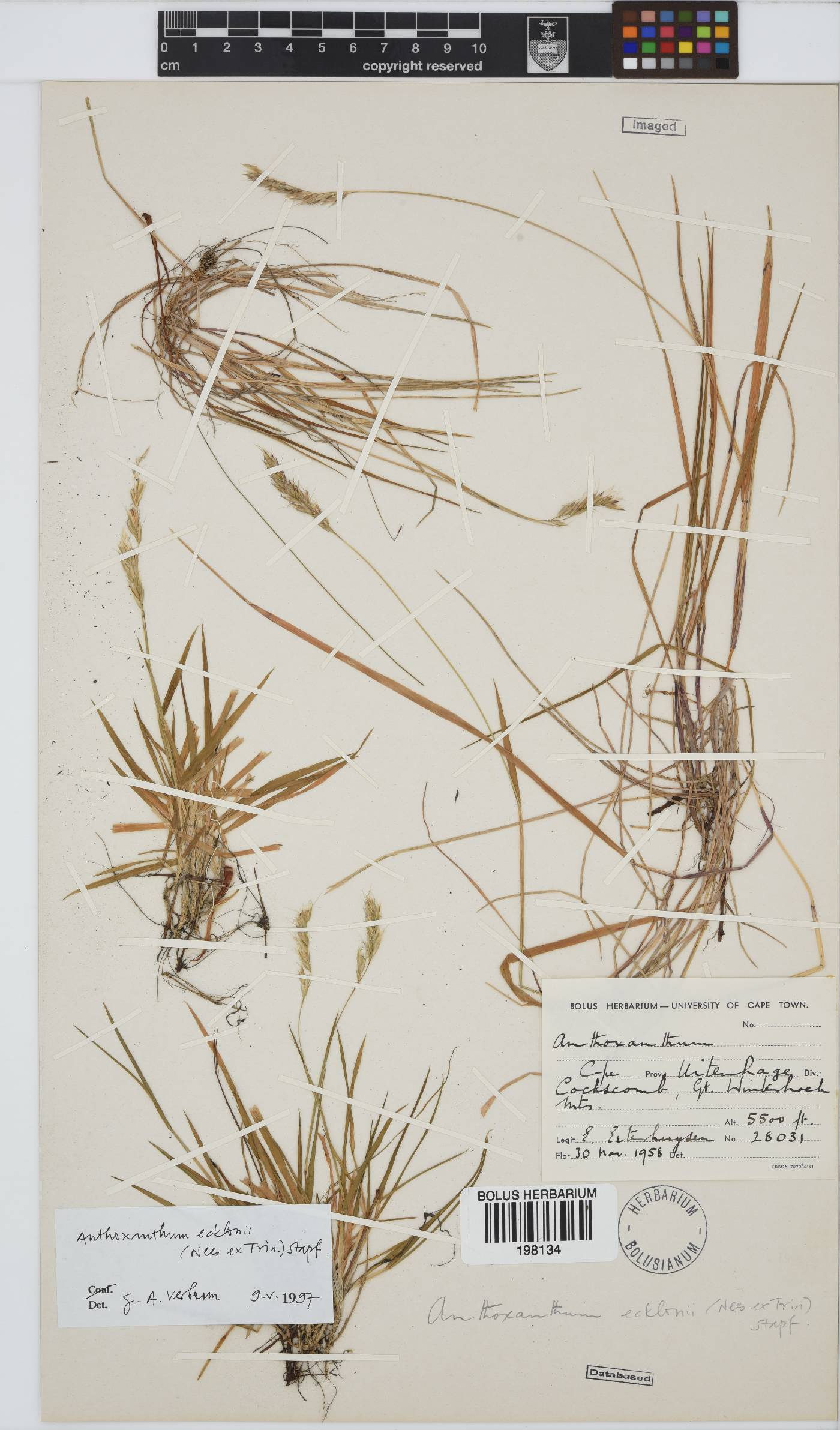 Anthoxanthum ecklonii image