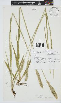 Anthoxanthum ecklonii image