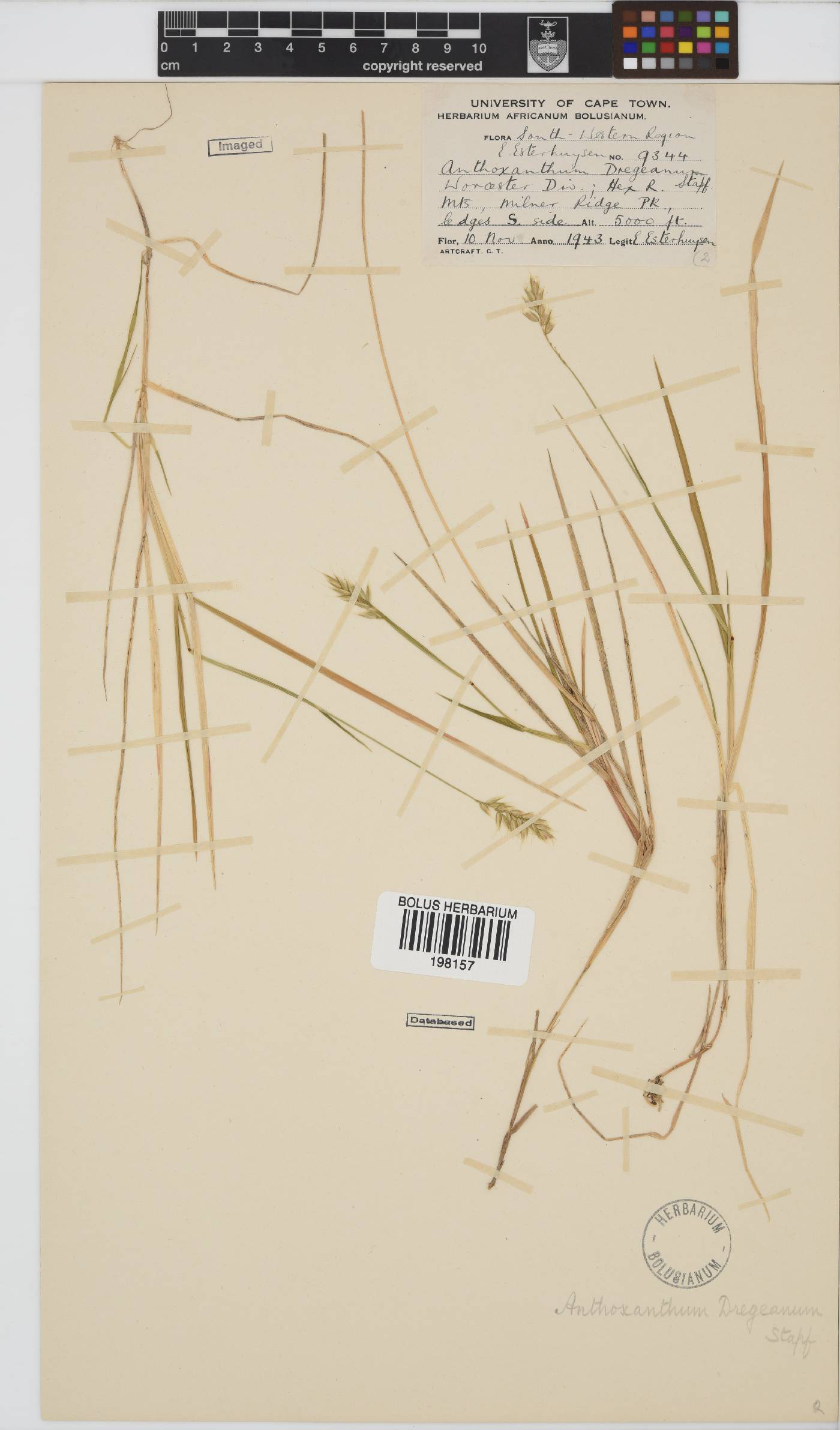 Anthoxanthum image
