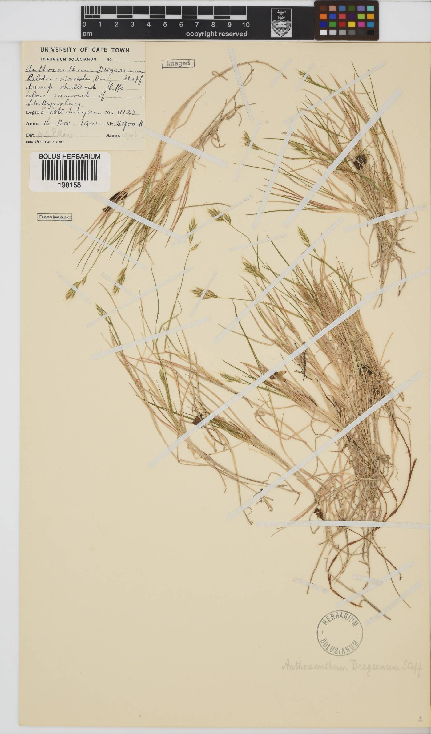Anthoxanthum dregeanum image