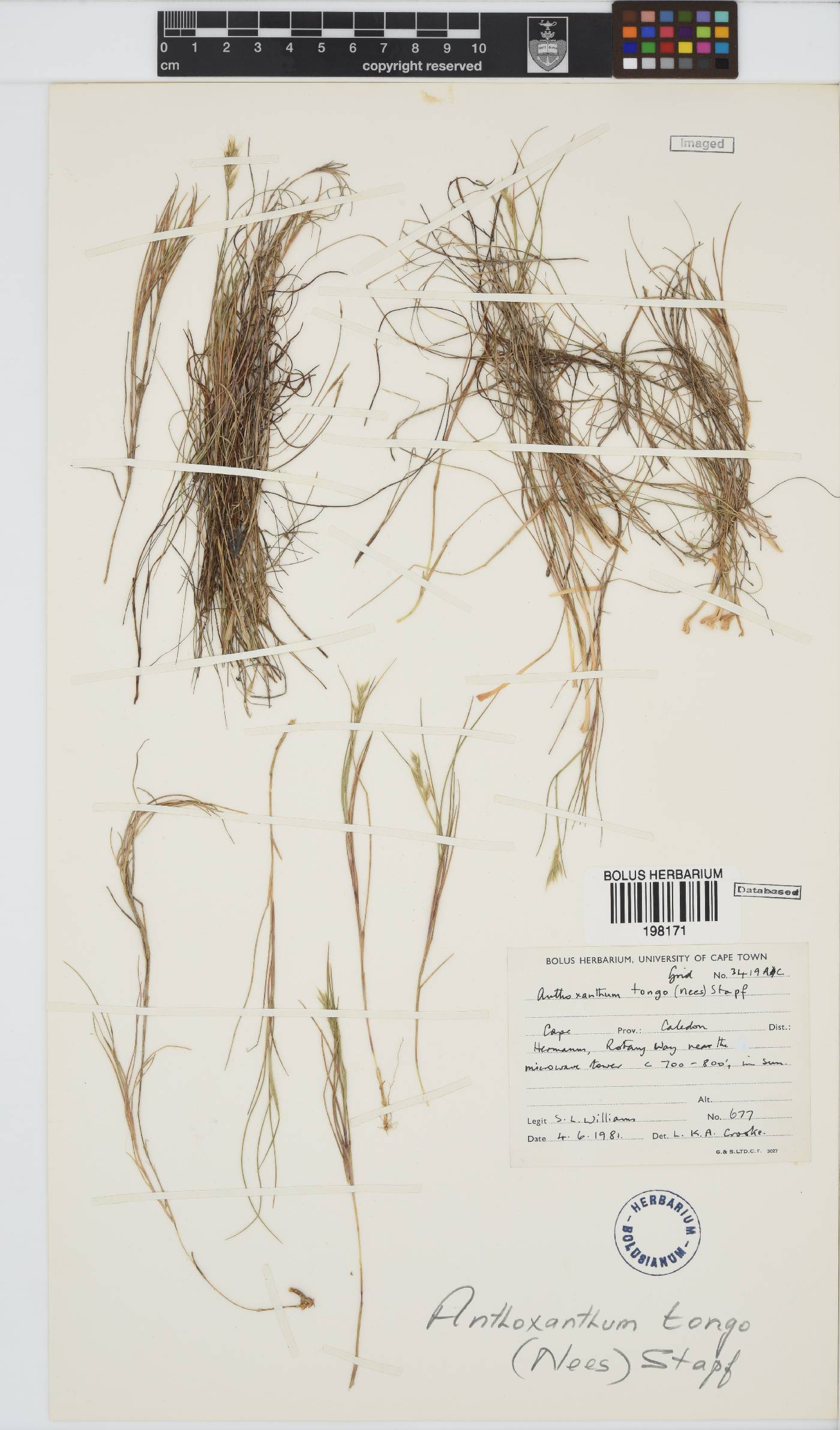 Anthoxanthum image