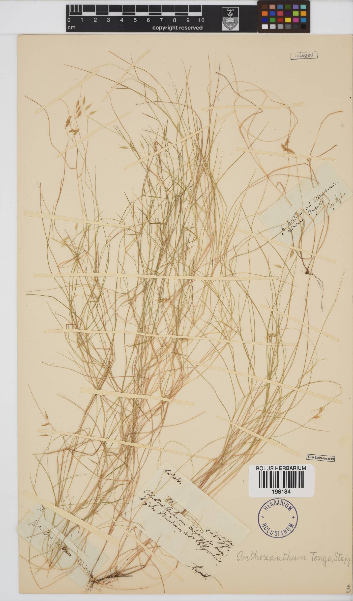 Anthoxanthum tongo image
