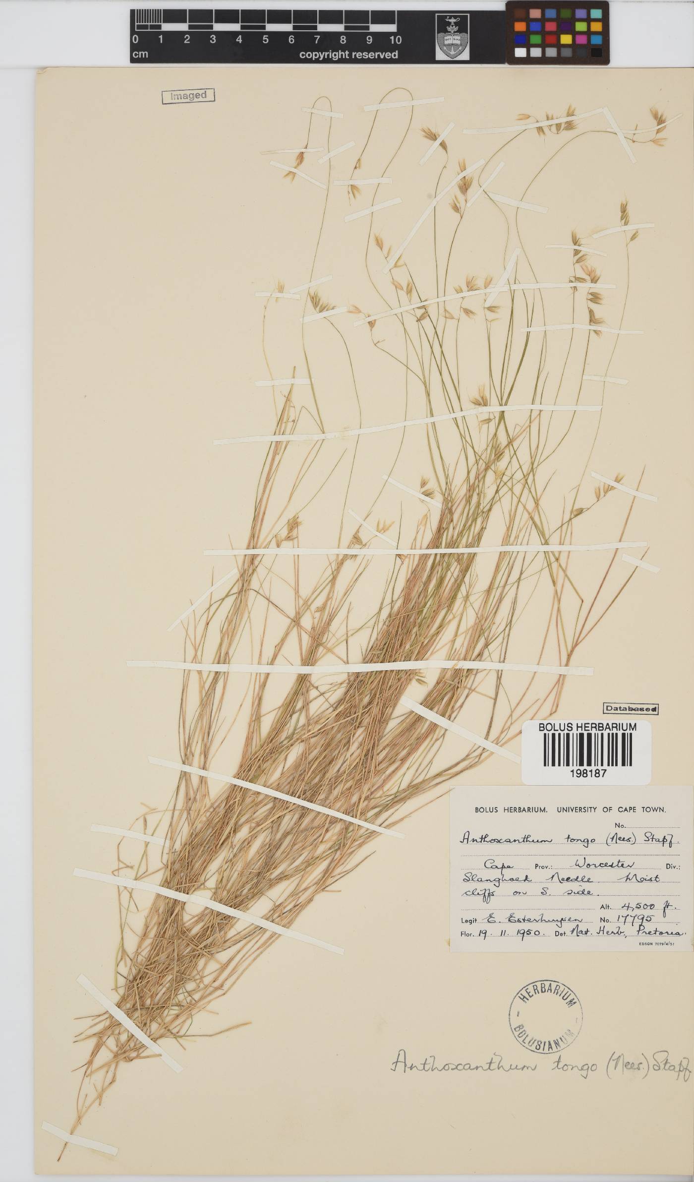Anthoxanthum tongo image