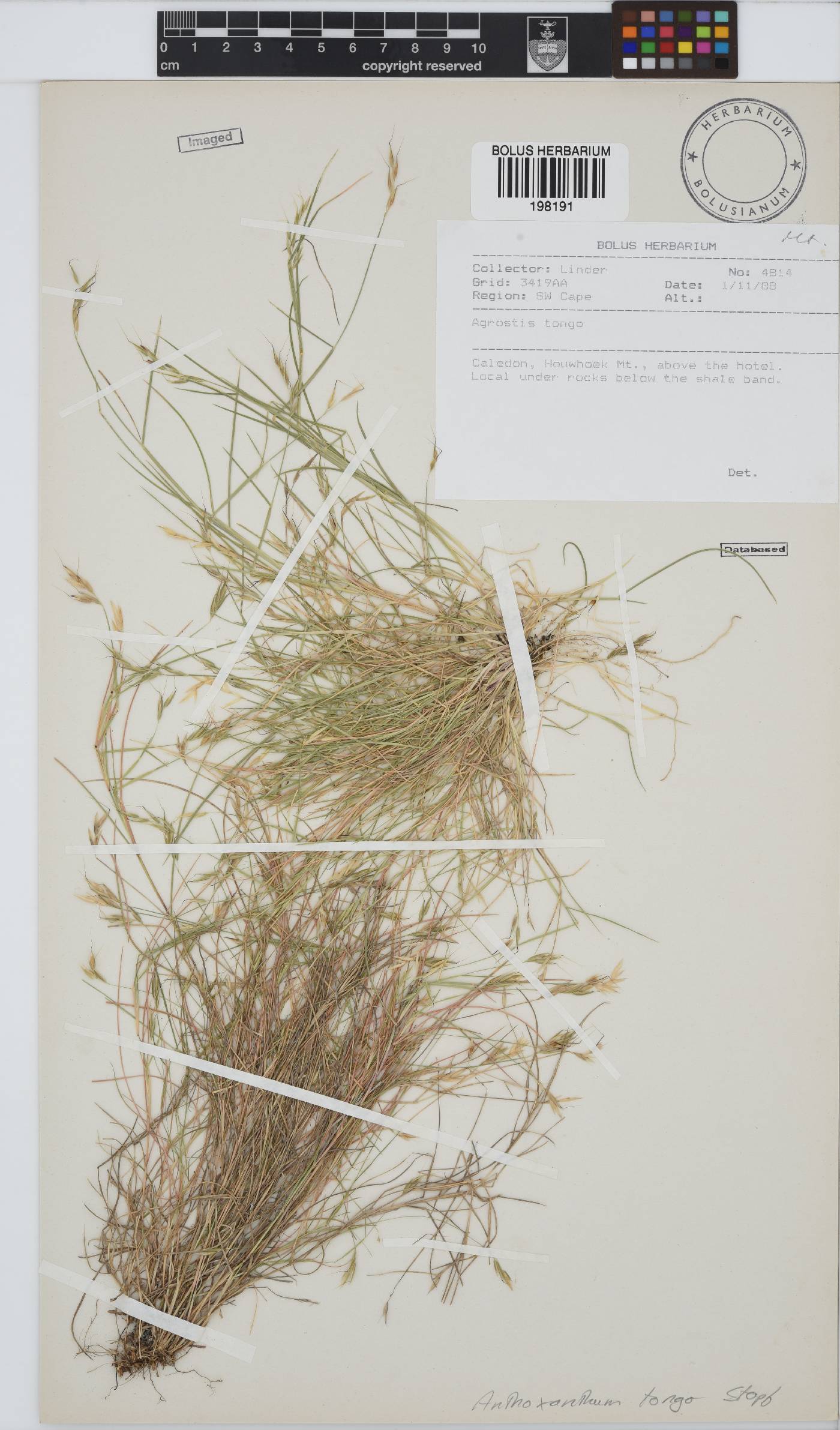 Anthoxanthum tongo image