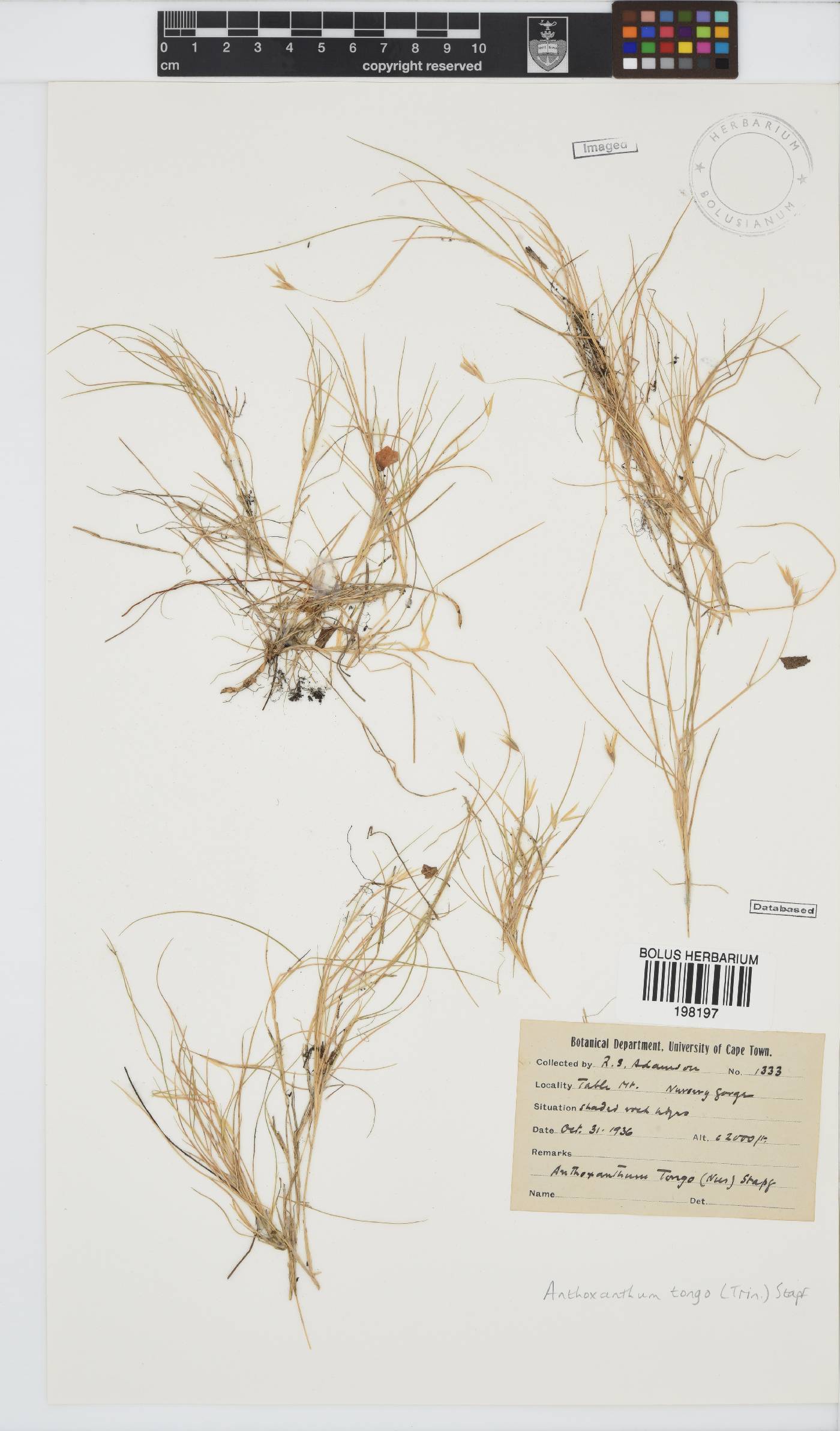 Anthoxanthum tongo image