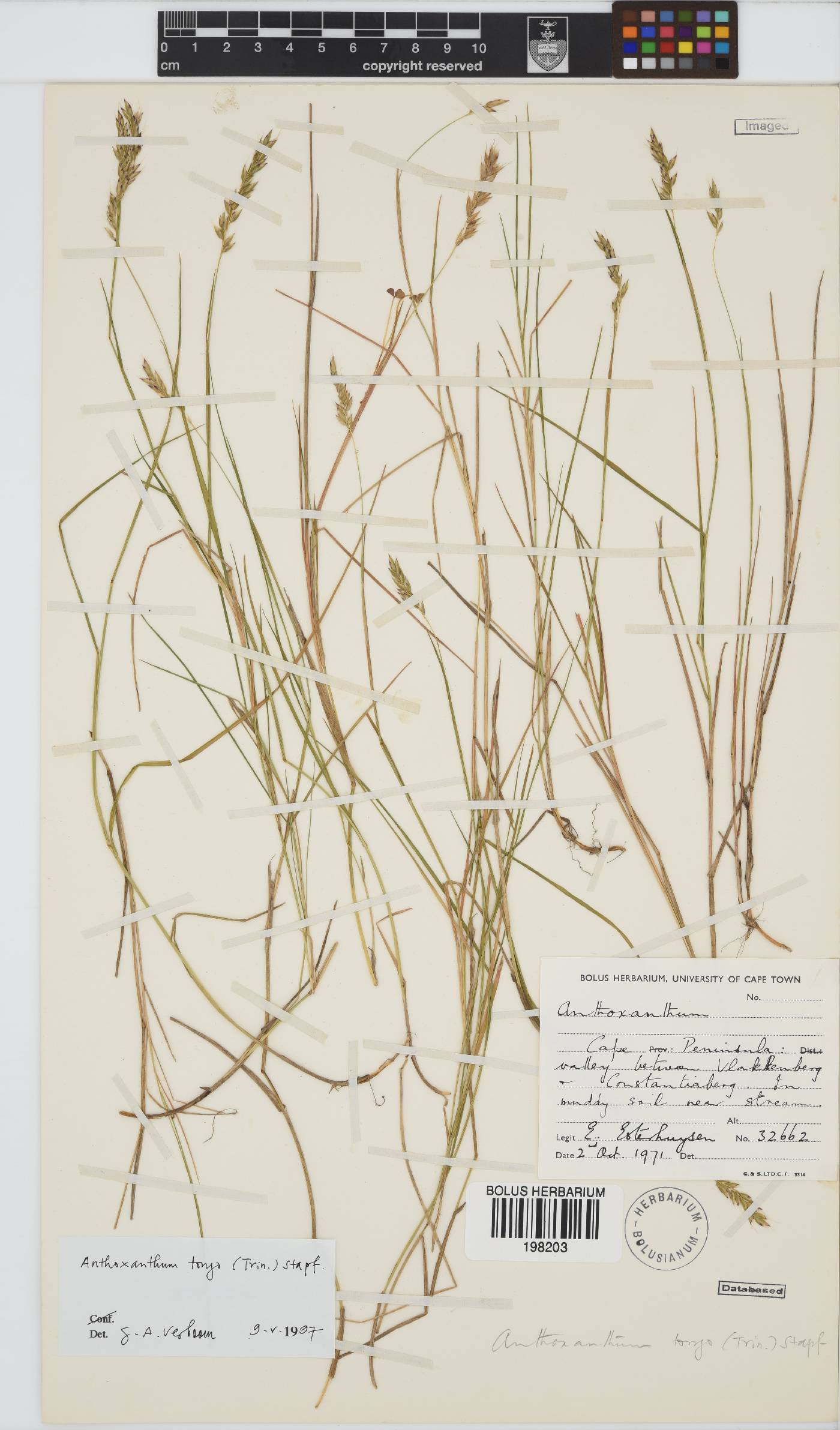 Anthoxanthum image