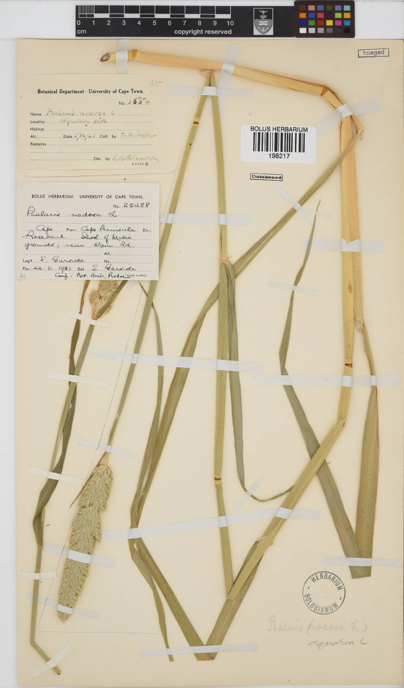 Phalaris aquatica image