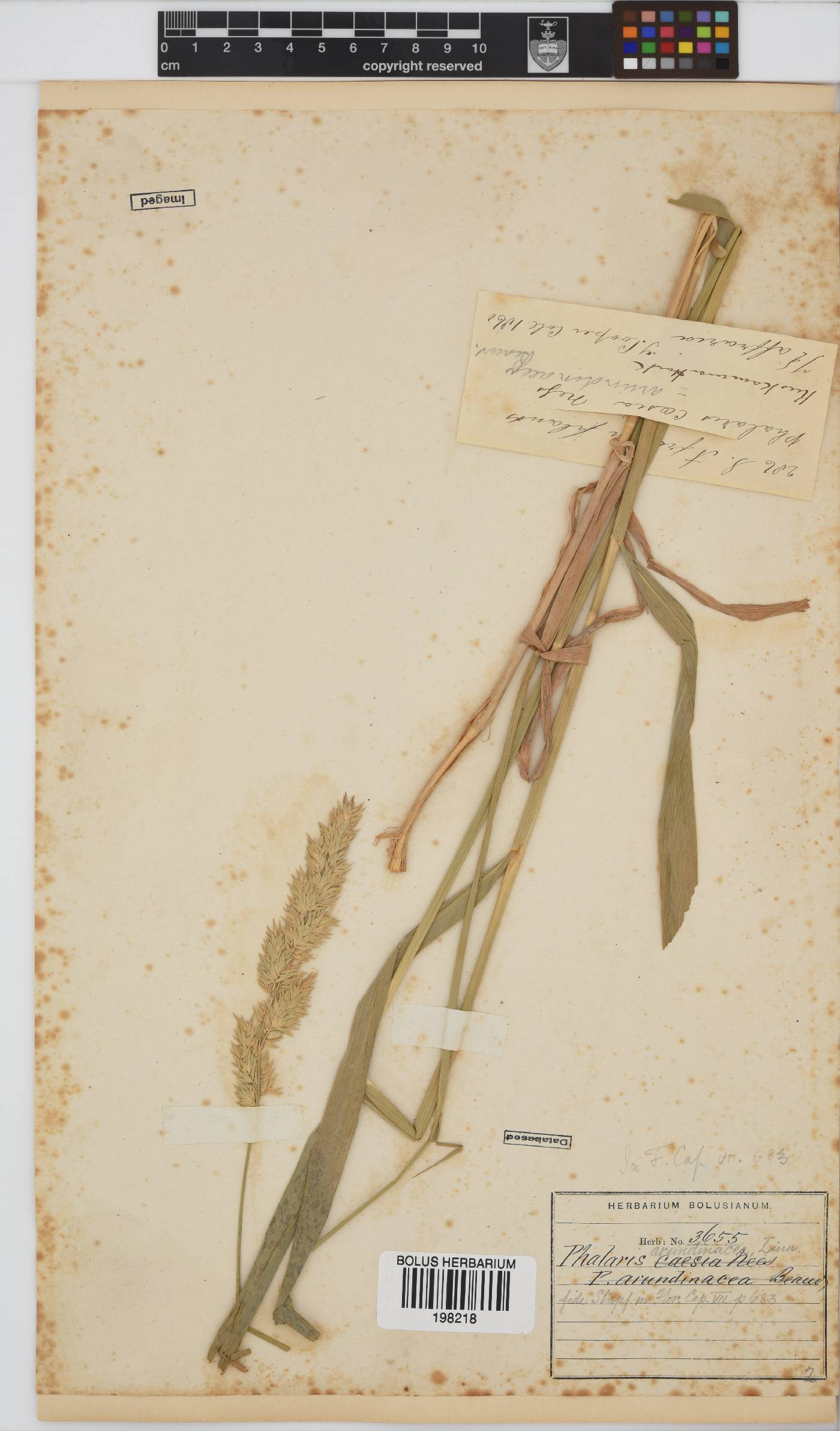 Phalaris arundinacea image