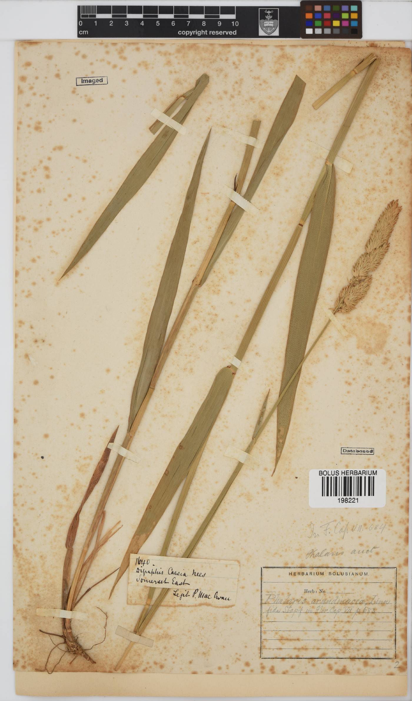 Phalaris arundinacea image