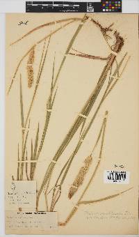 Phalaris arundinacea image