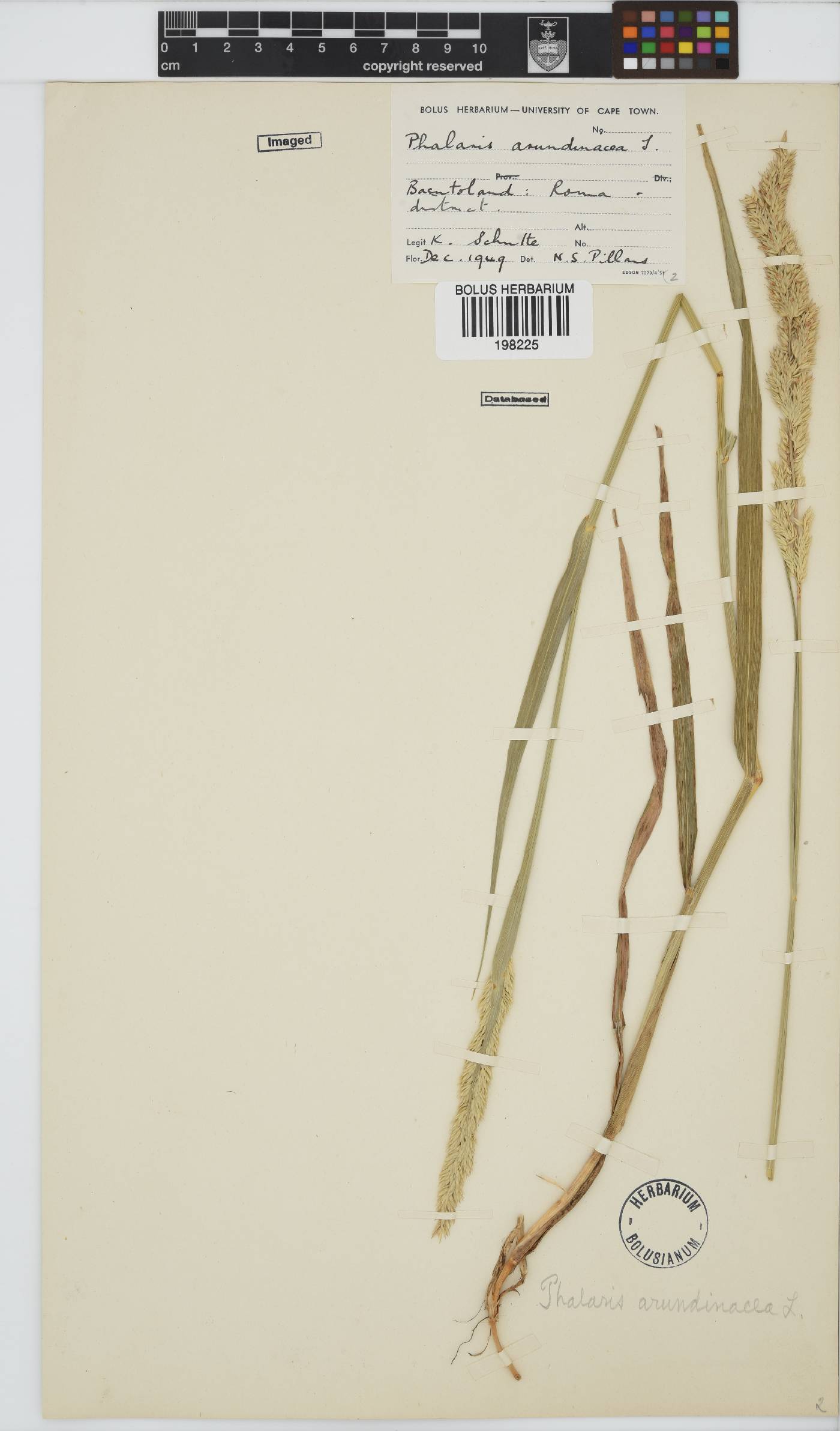 Phalaris arundinacea image