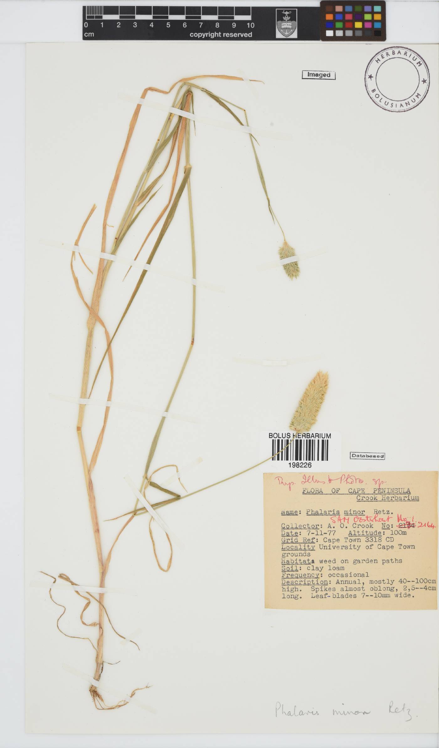 Phalaris minor image