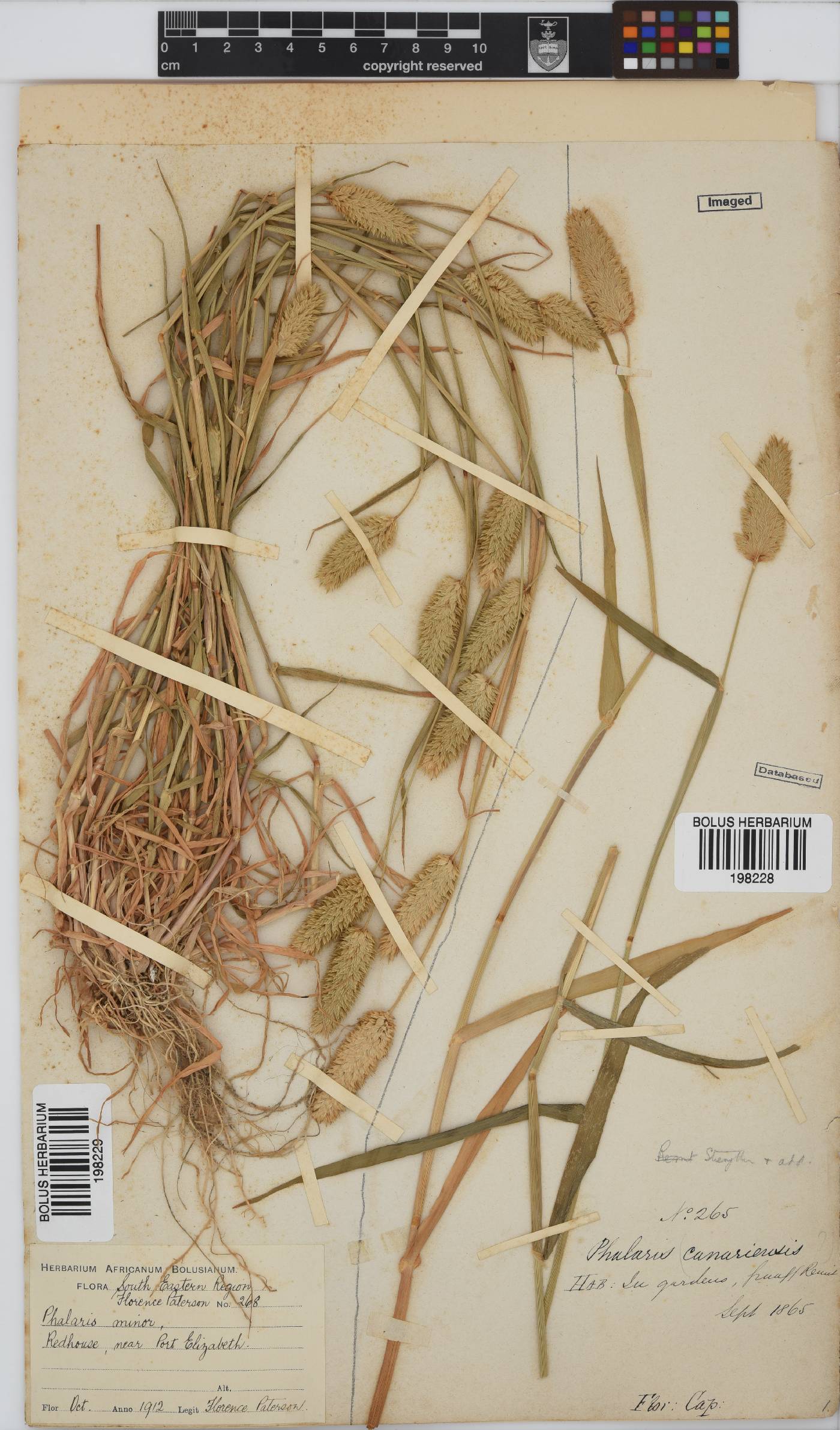 Phalaris minor image