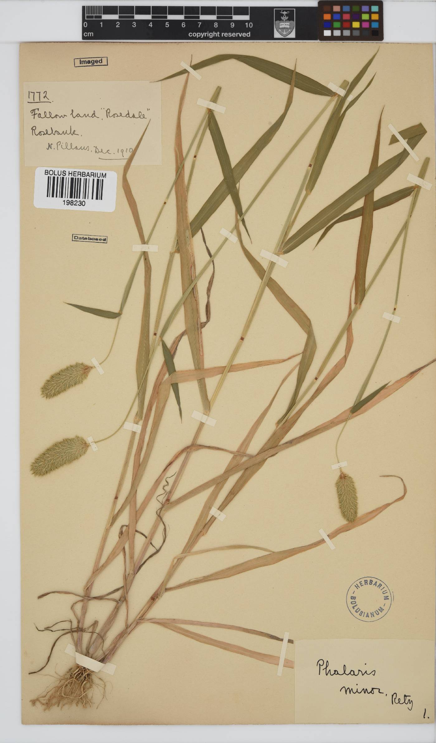 Phalaris minor image
