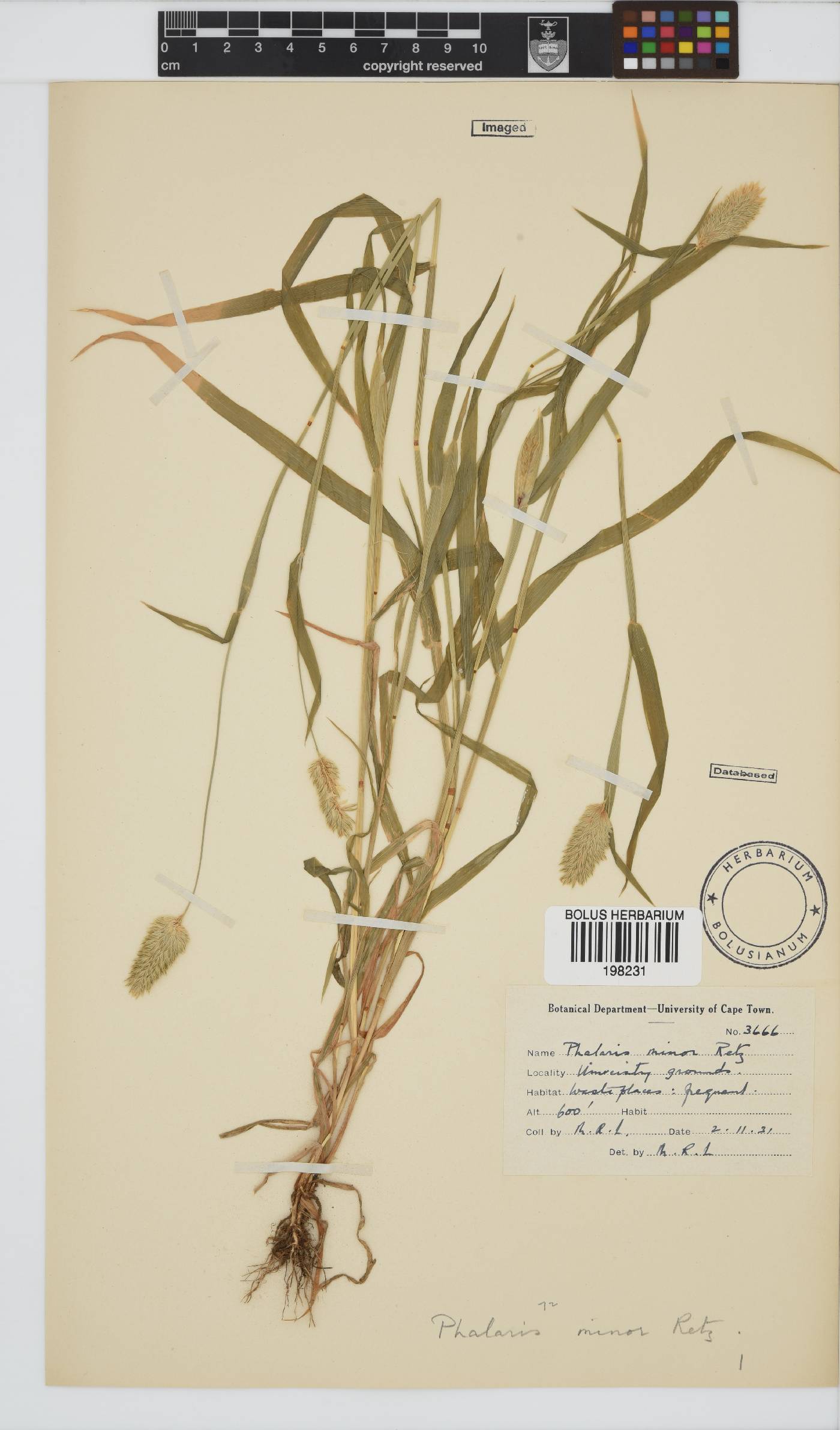 Phalaris minor image