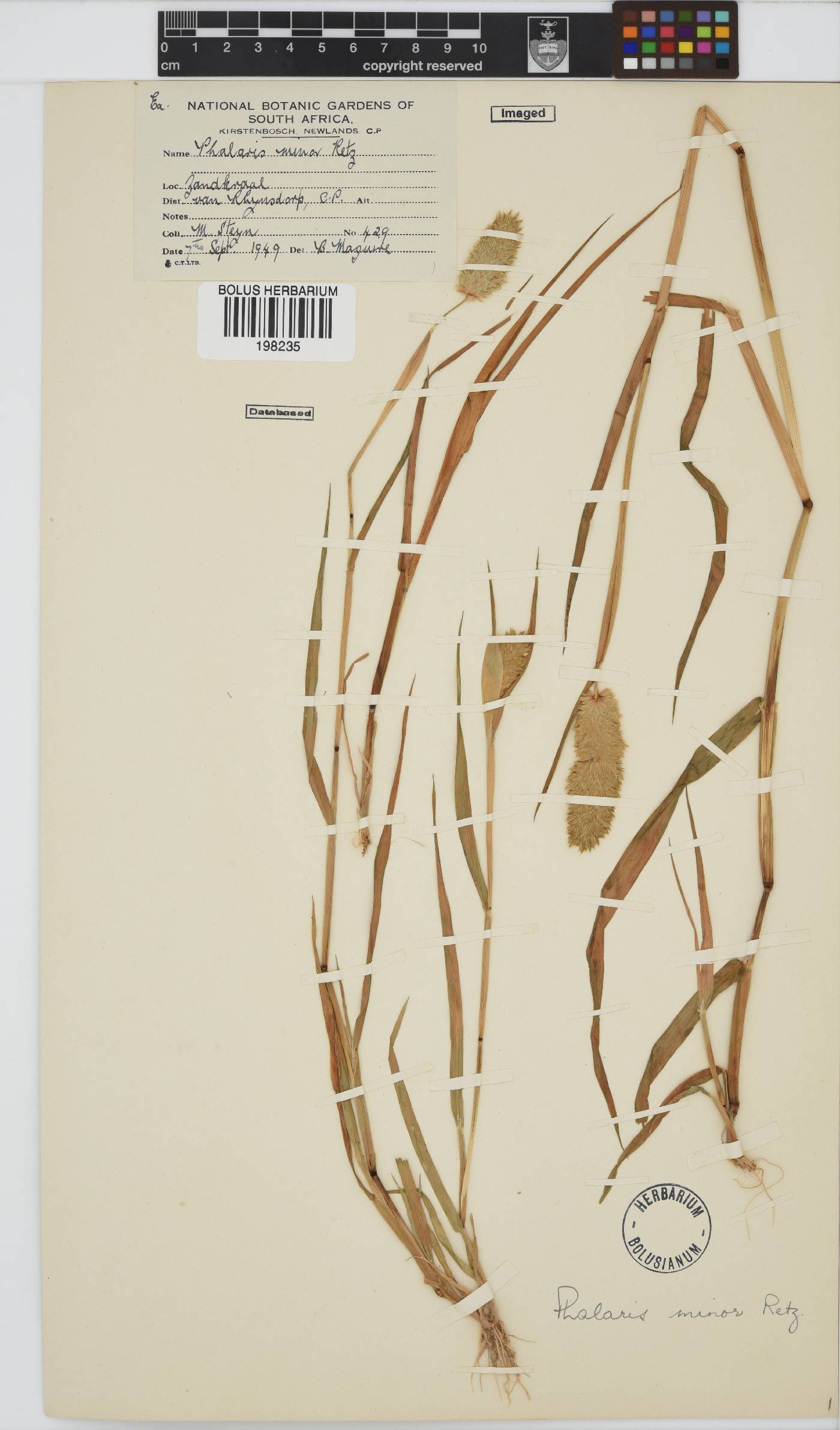 Phalaris minor image