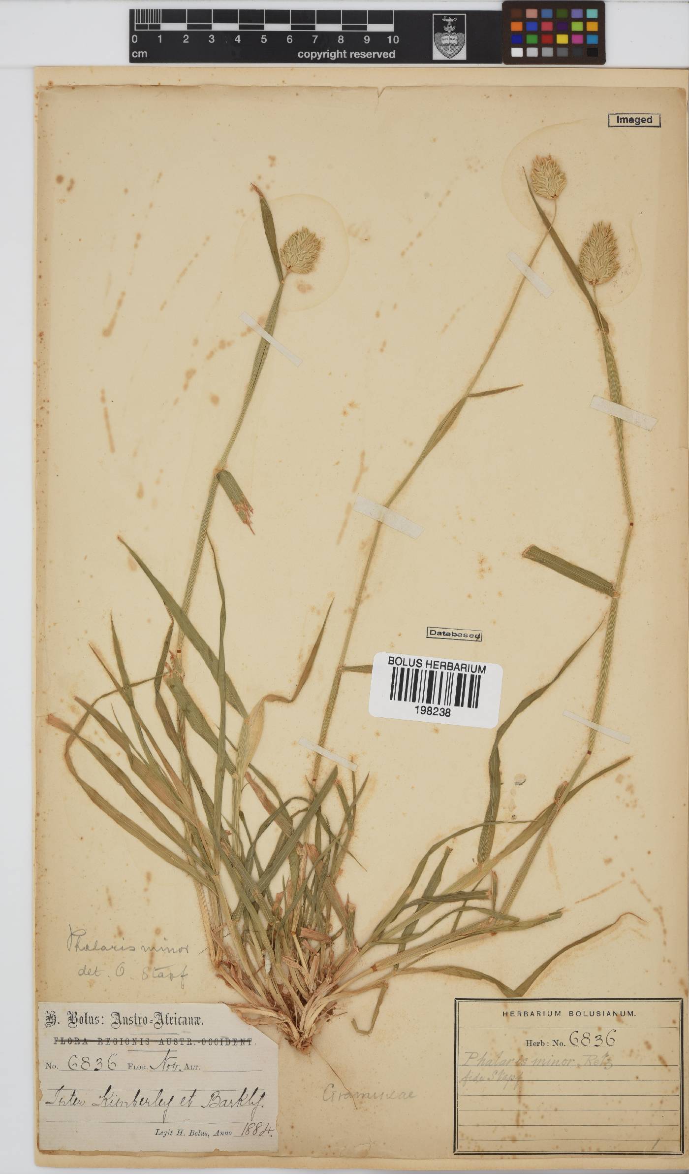 Phalaris minor image