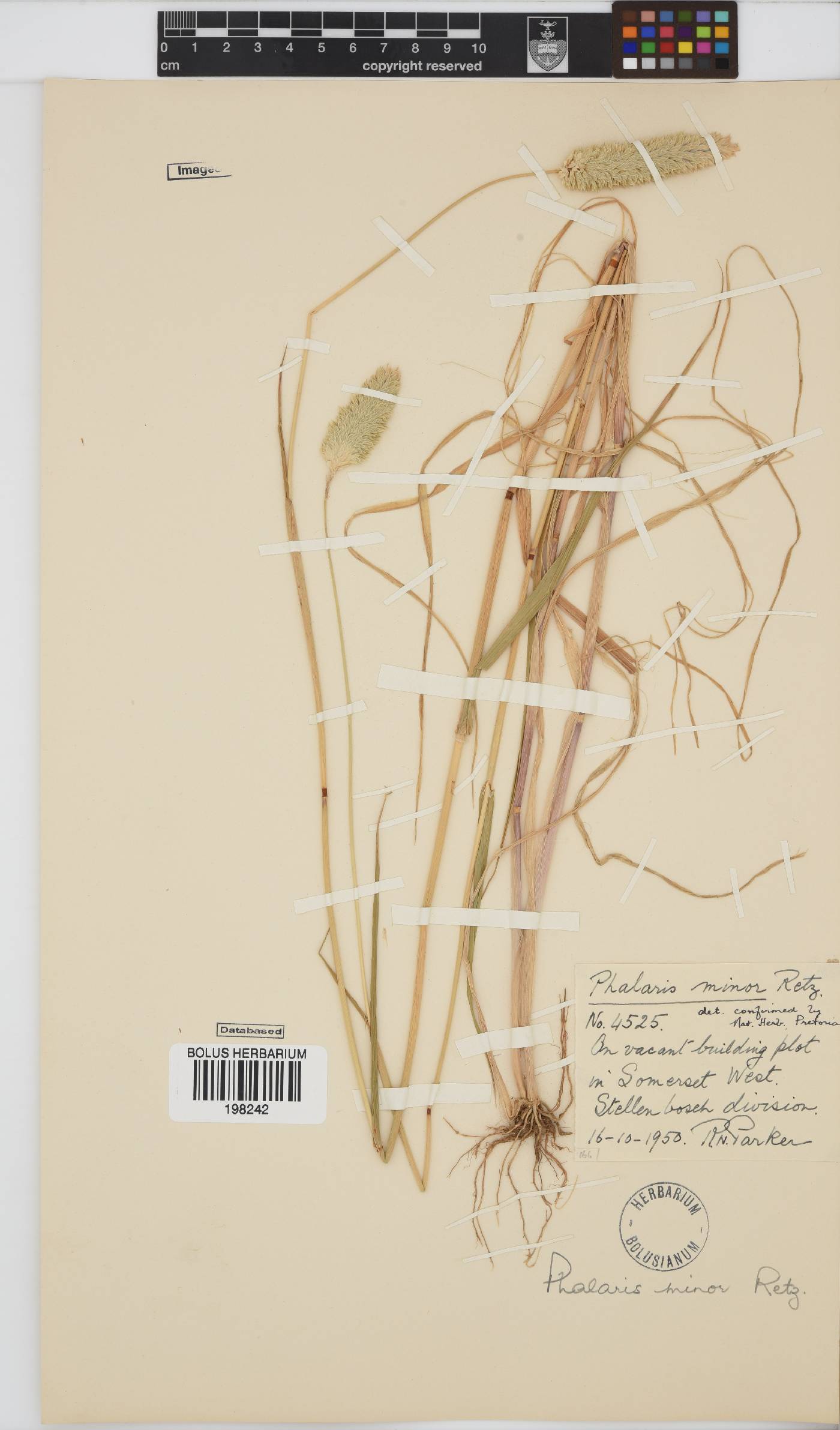 Phalaris image