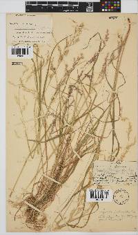 Agrostis lachnantha image