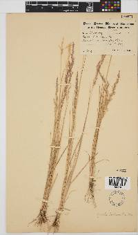 Agrostis lachnantha image