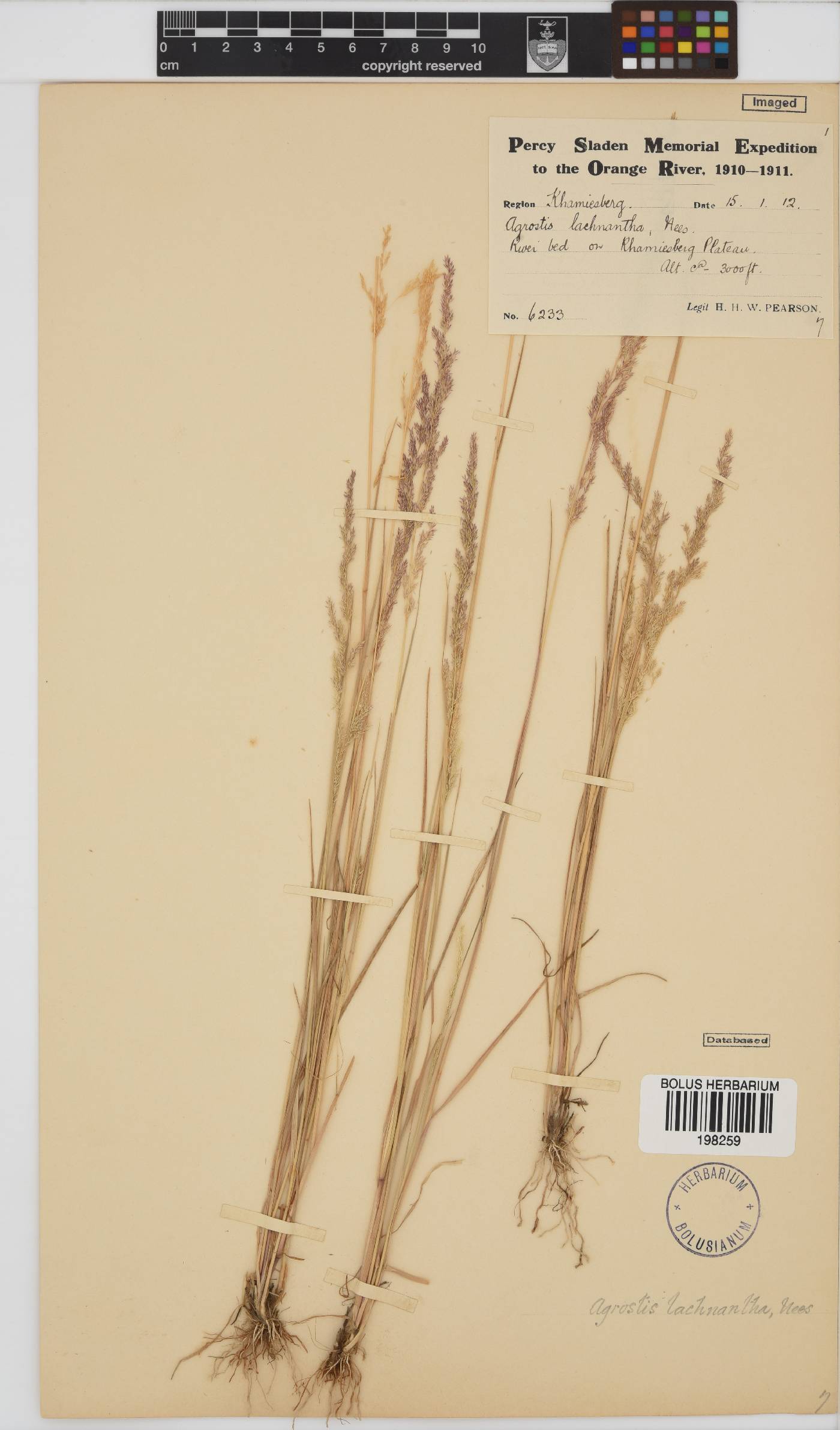 Agrostis image