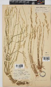 Agrostis lachnantha image