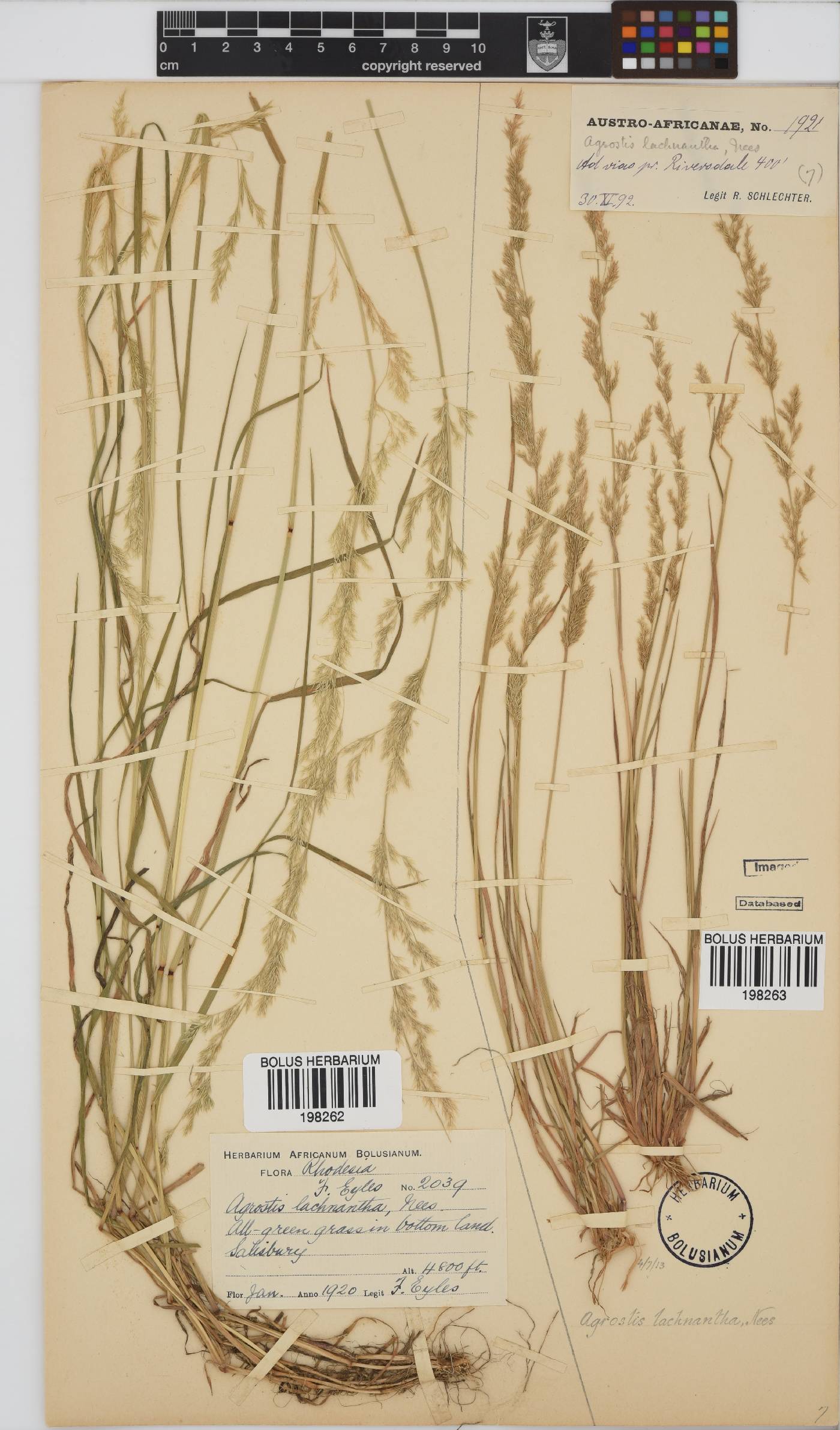 Agrostis image