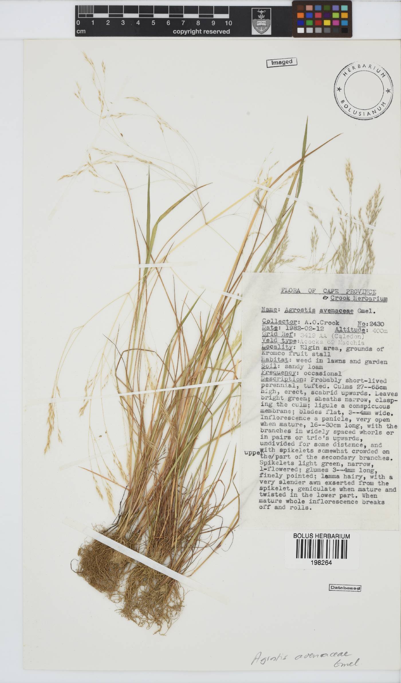 Agrostis avenacea image