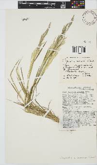 Agrostis avenacea image