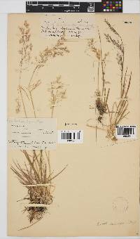 Agrostis barbuligera image