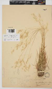 Agrostis barbuligera image