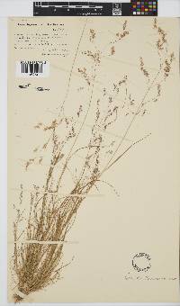 Agrostis bergiana image