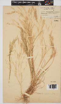 Agrostis bergiana image