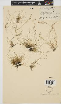 Agrostis bergiana image