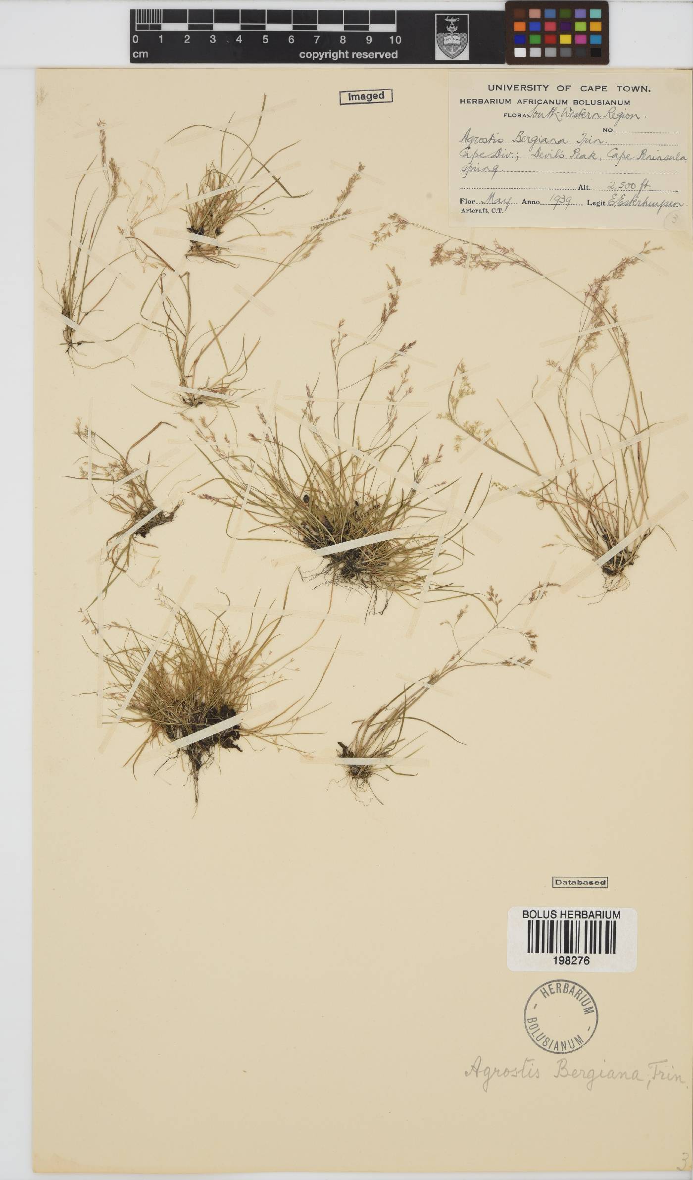 Agrostis image