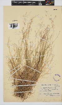 Agrostis bergiana image