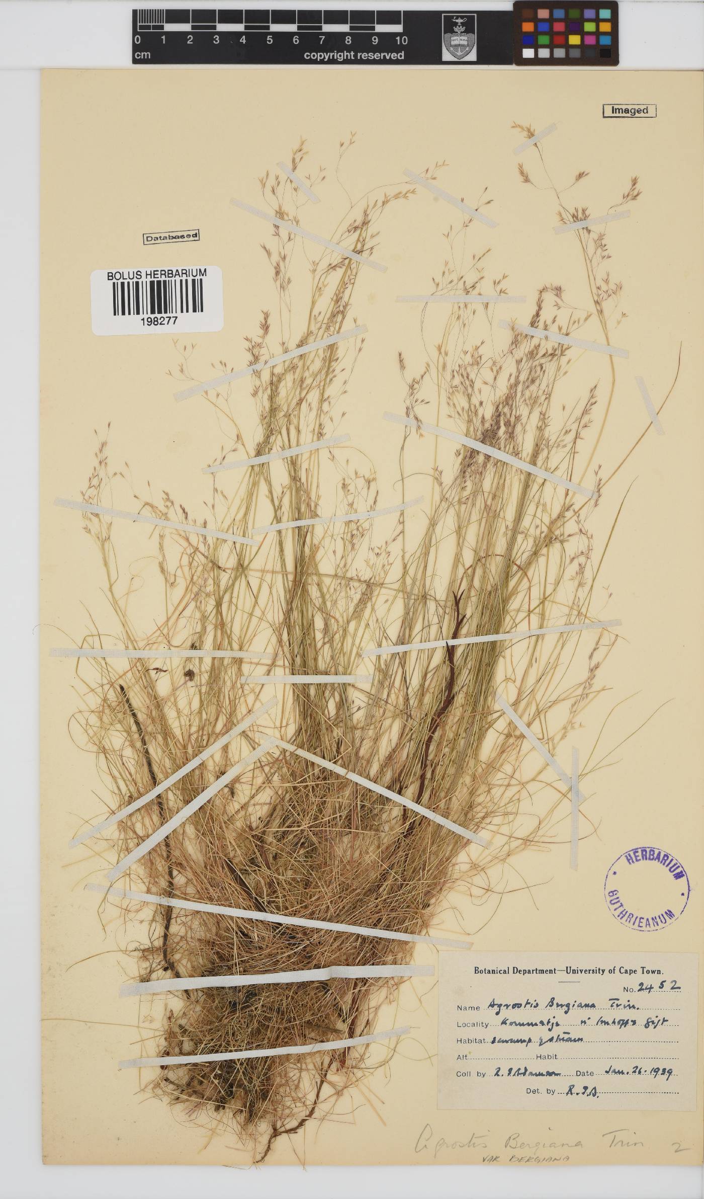 Agrostis image