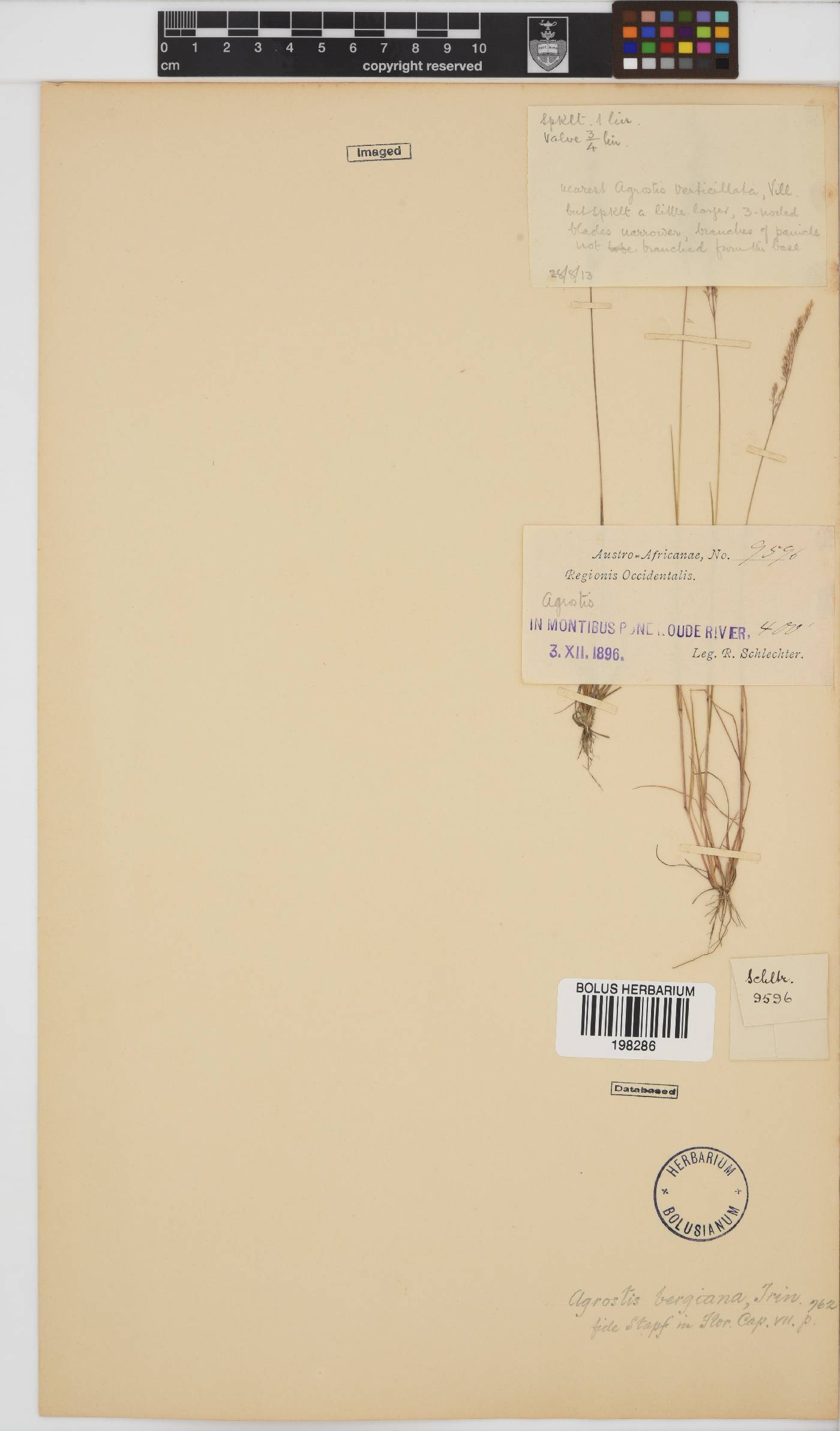 Agrostis bergiana image