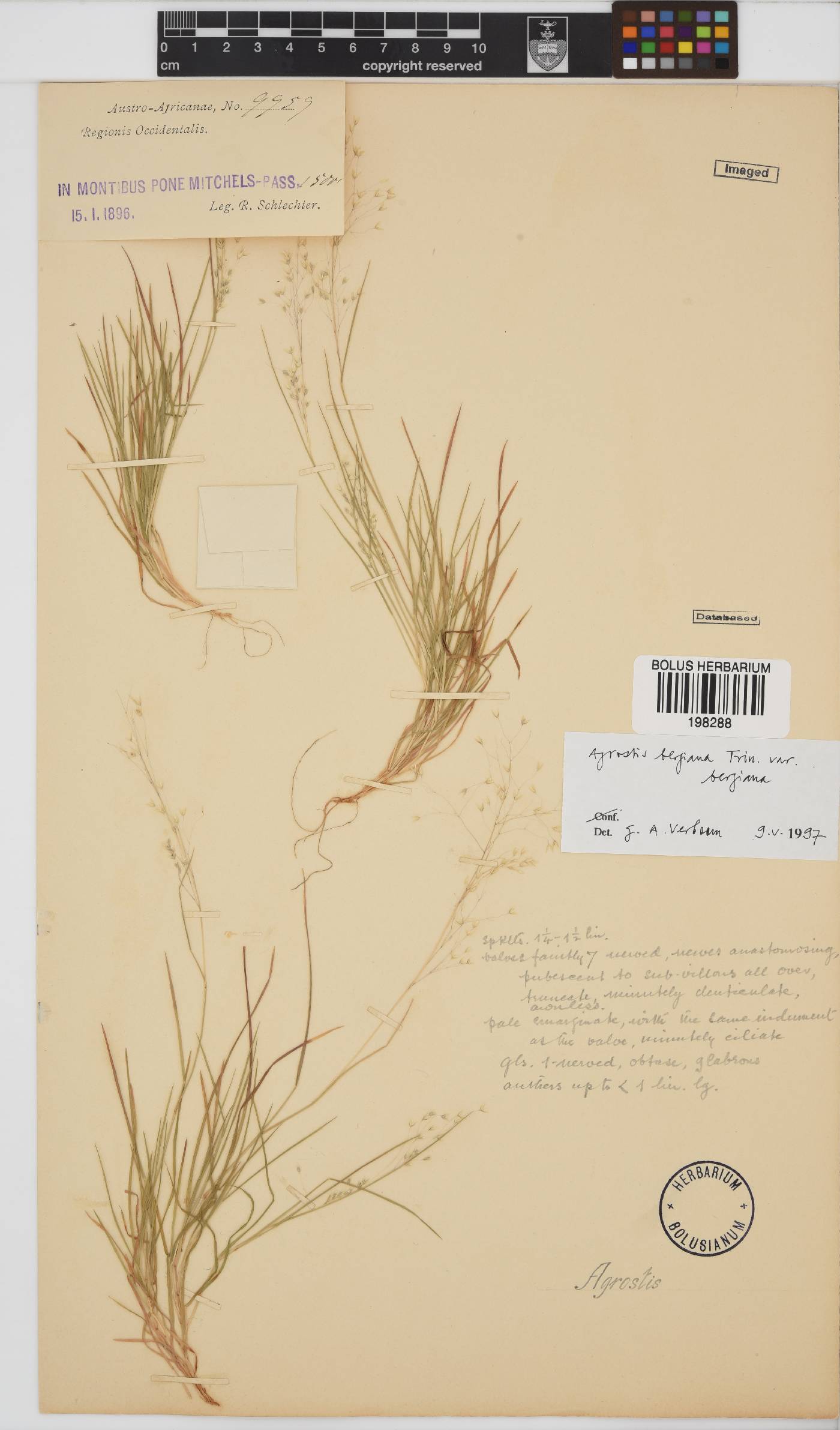 Agrostis bergiana image