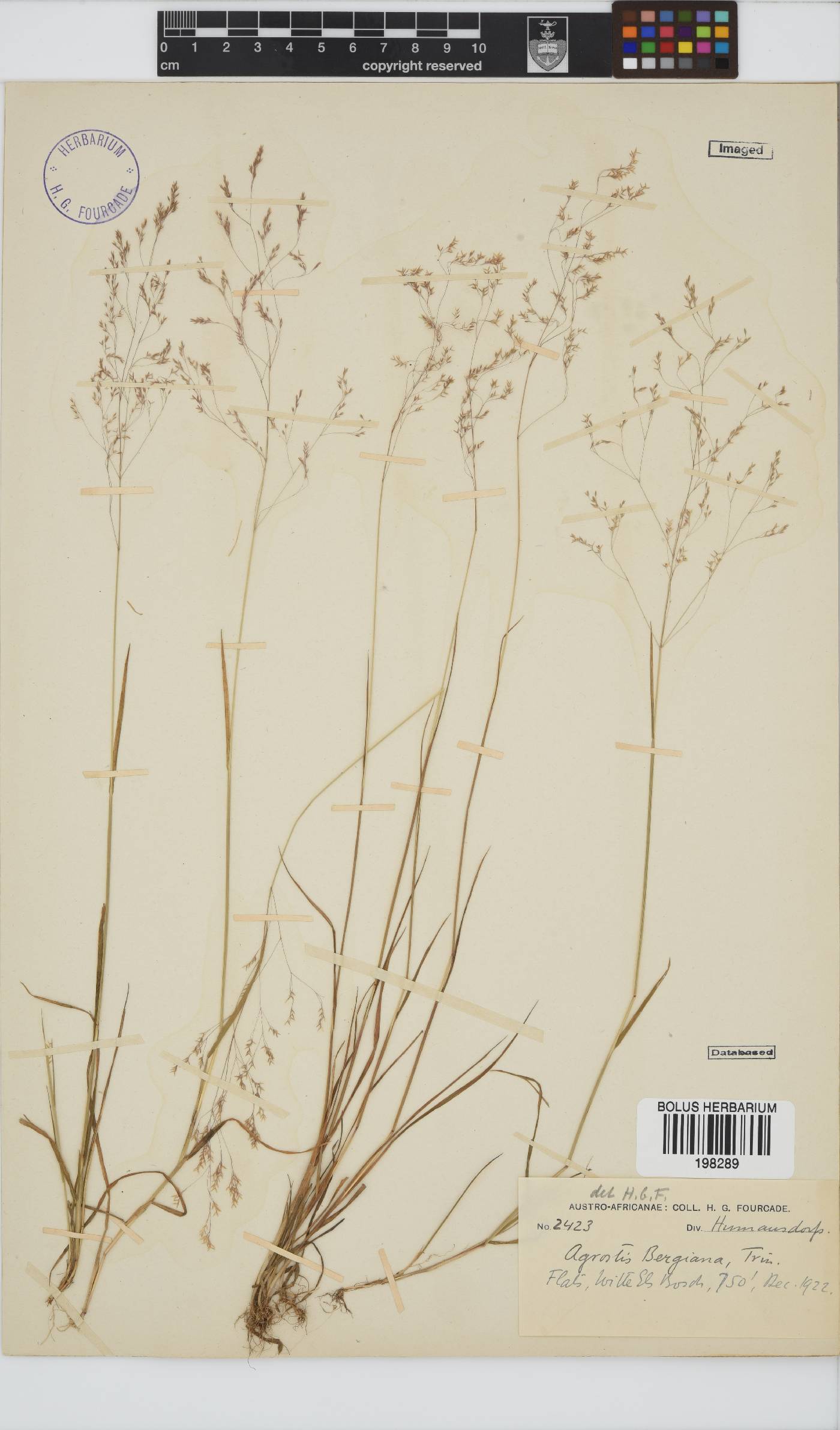 Agrostis image