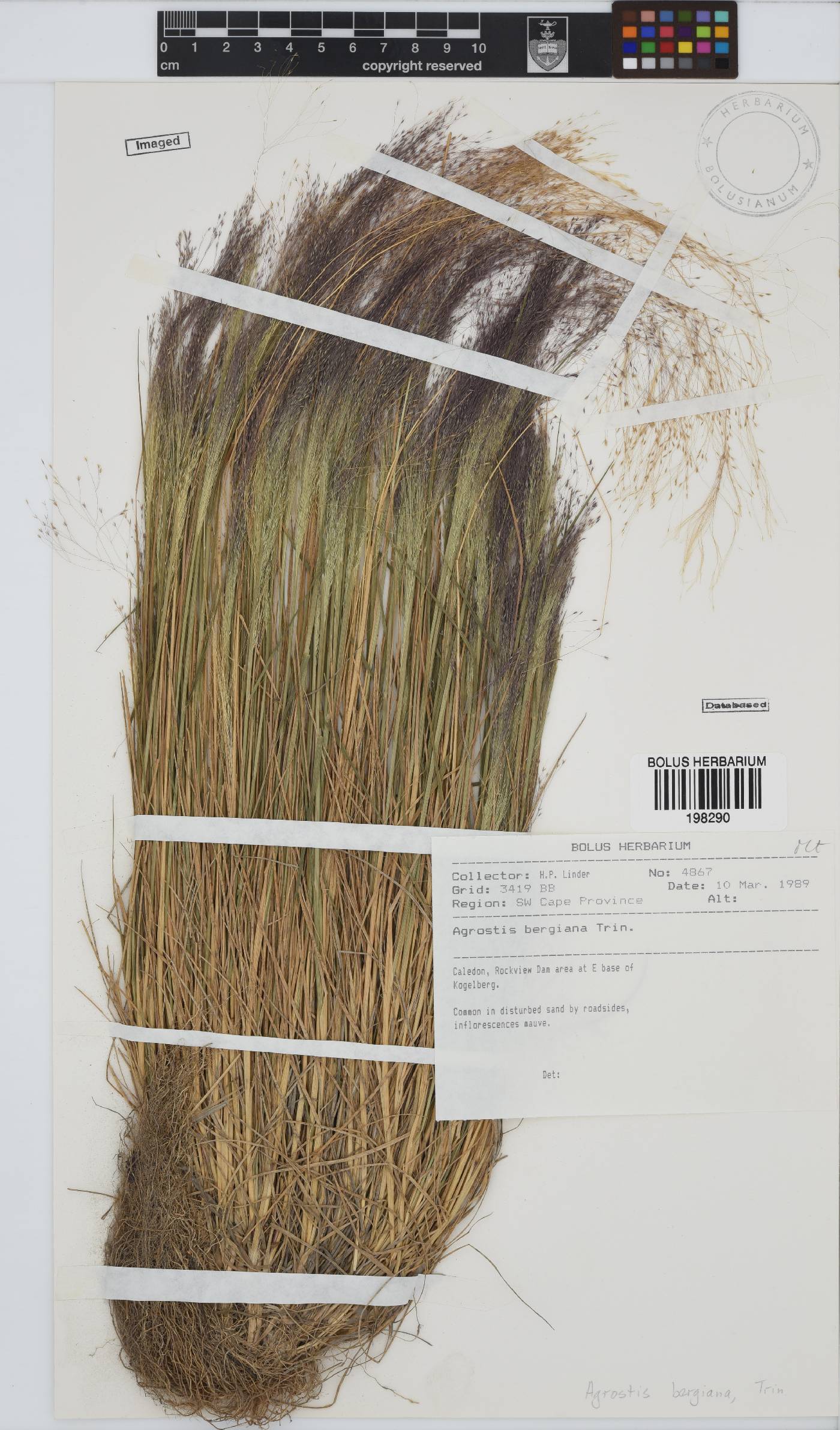 Agrostis bergiana image