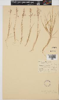 Agrostis bergiana image