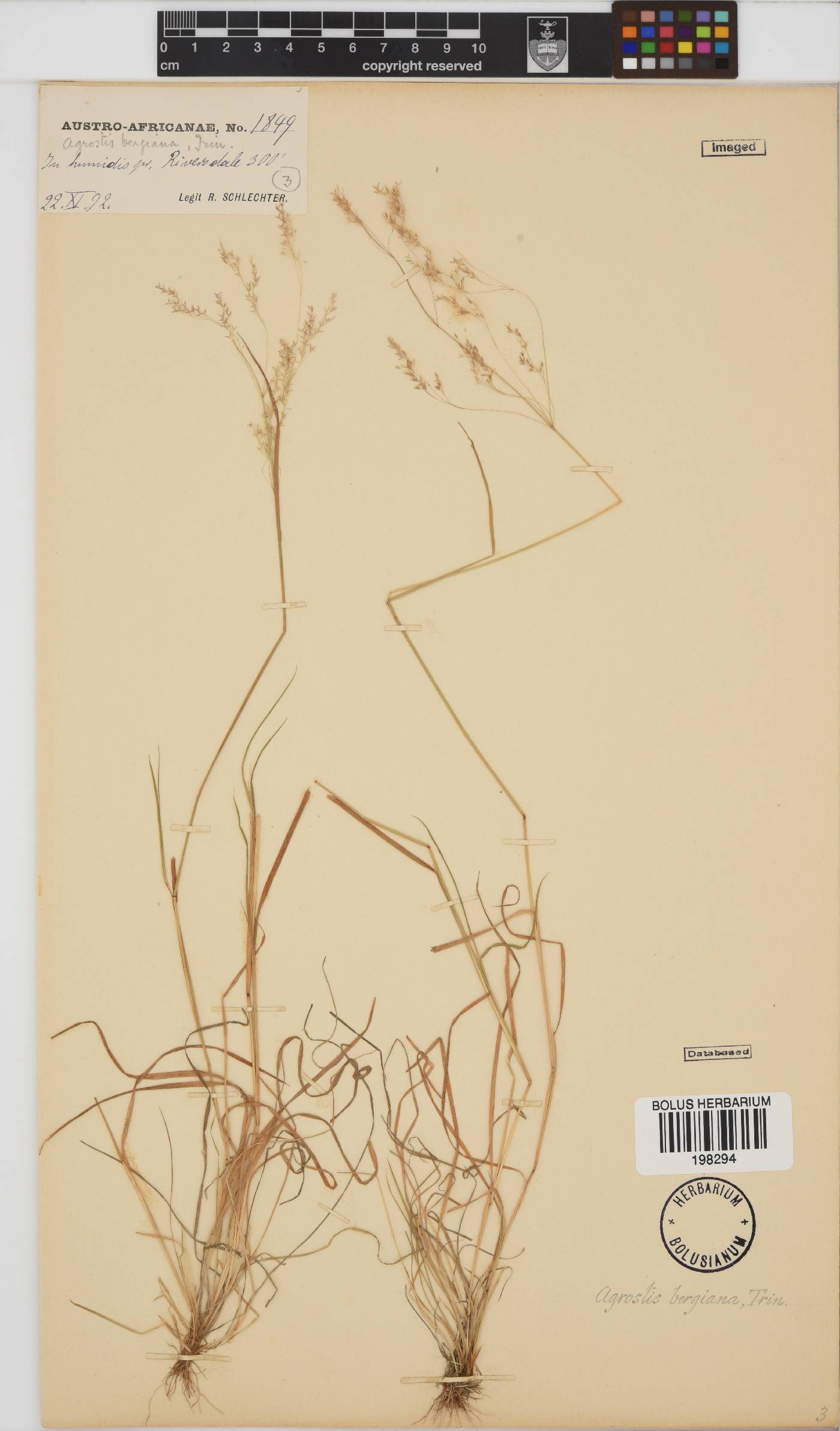 Agrostis bergiana image