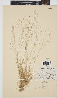 Agrostis bergiana image